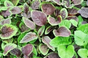 红苋菜,营养丰富的家常蔬菜，健康生活的必备佳品