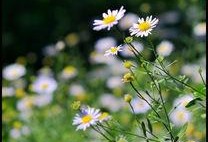 草草草视频,揭秘短视频背后的创作魅力