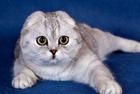 娱乐吃瓜酱折耳猫